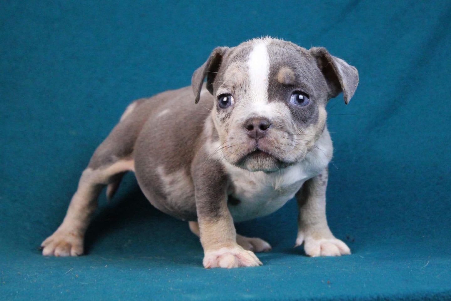 Blue Tri Merle - American Bully Puppy for Sale in Saint Matthews, SC ...