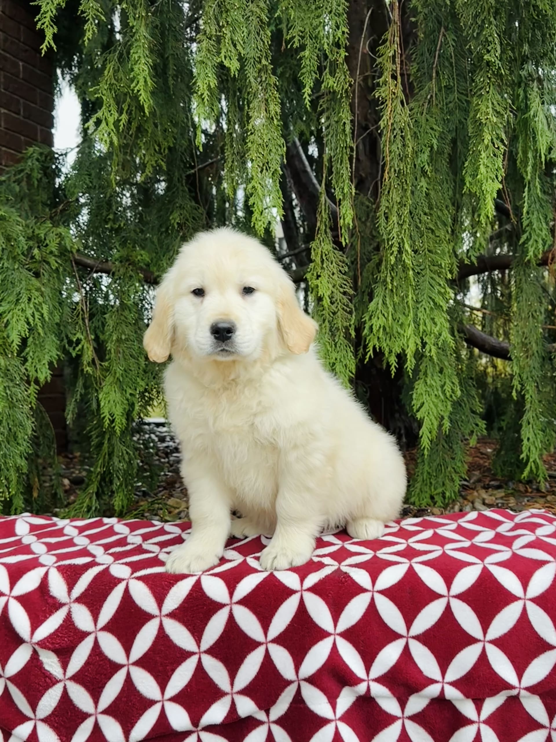 Lancaster Puppies Golden Retriever - 422ufag