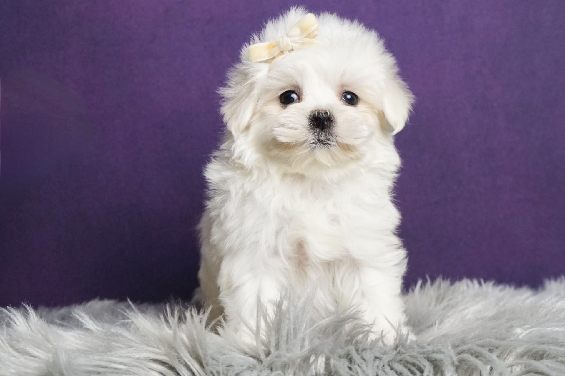 Toy maltese puppies for sale hotsell near me