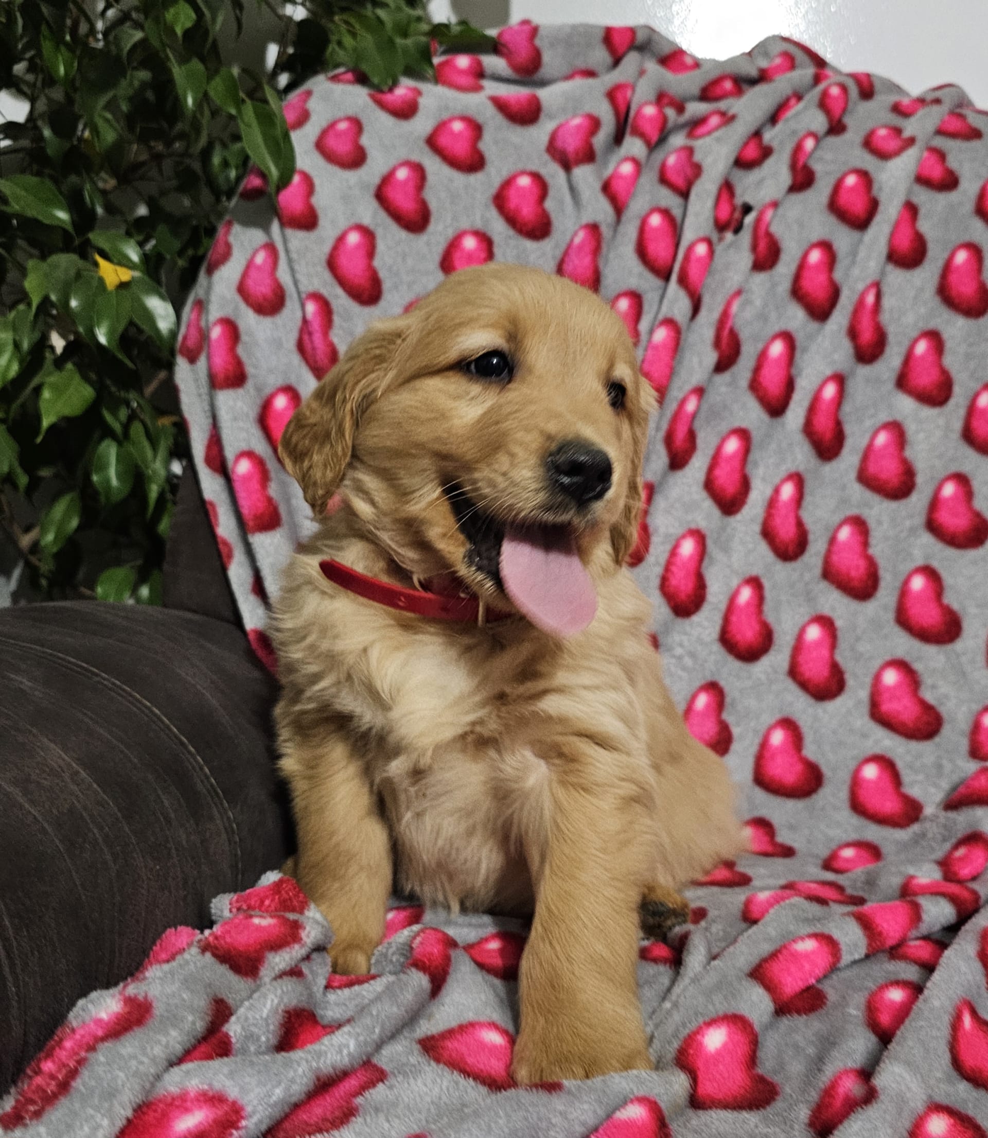Lancaster Puppies Golden Retriever - p9pxnnl
