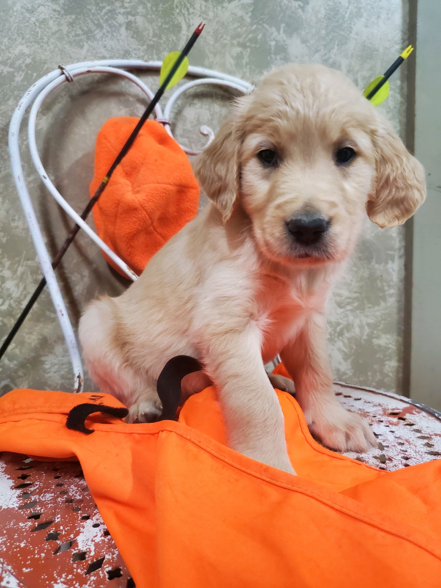 Lancaster Puppies Golden Retriever - 7omwd6v