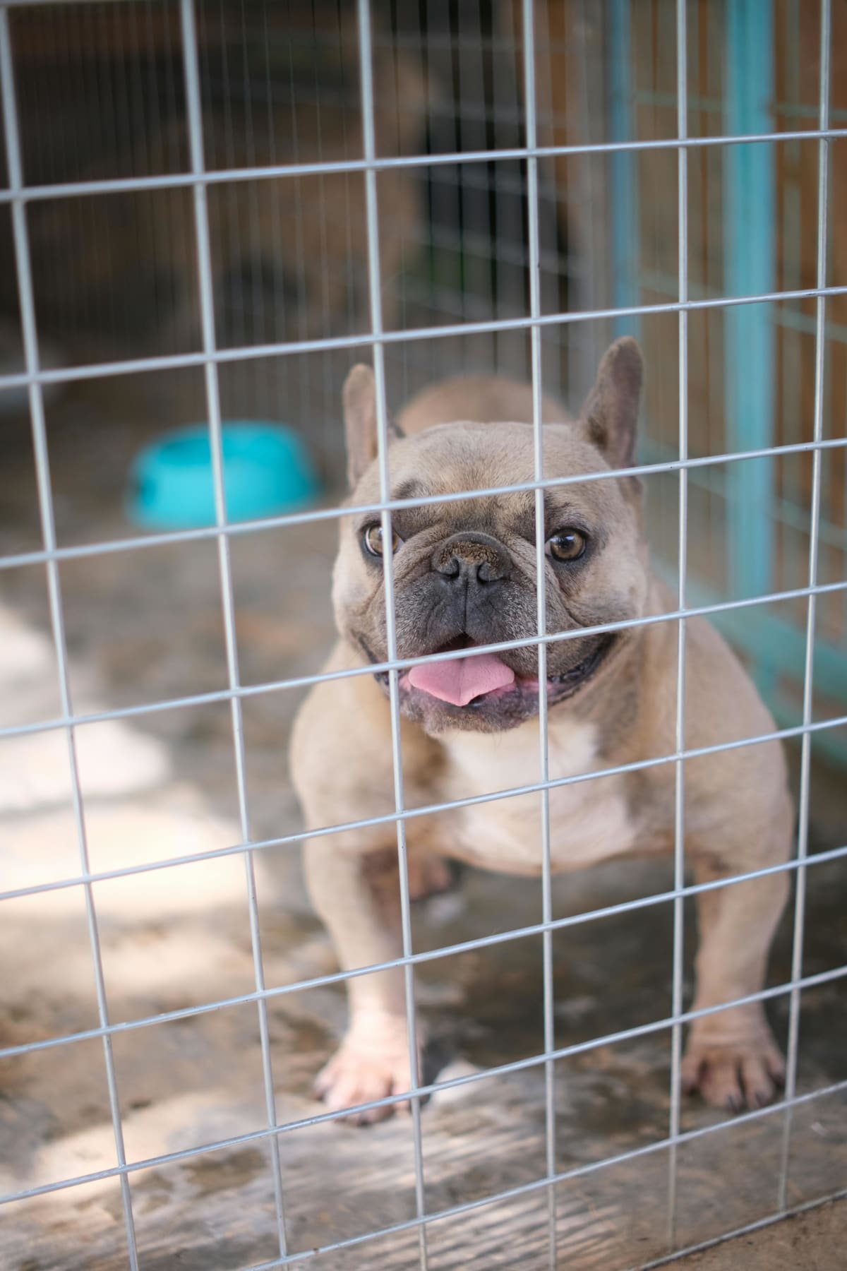 Gray French Bulldog in a kennel run