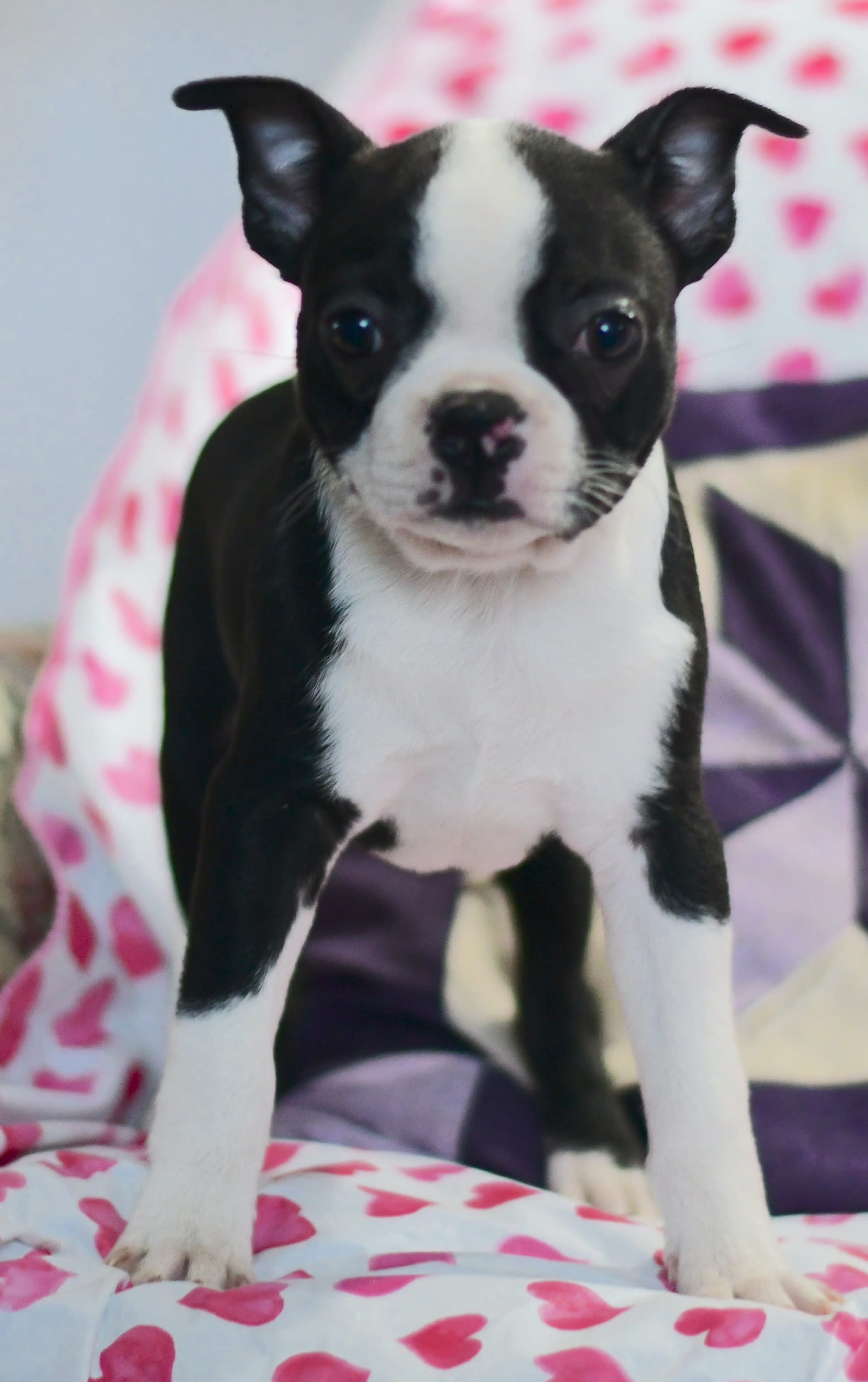 Austin - Boston Terrier Puppy for Sale in Economy, IN | Lancaster Puppies