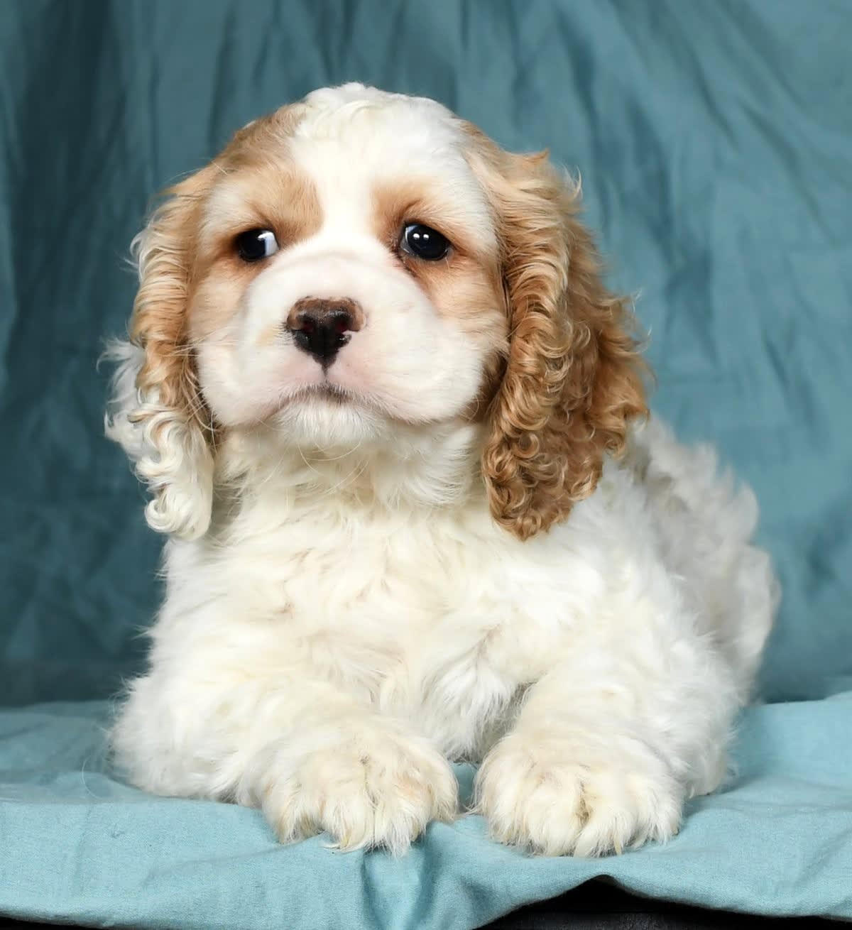 Alex - Cocker Spaniel Puppy for Sale in Baltic, OH | Lancaster Puppies