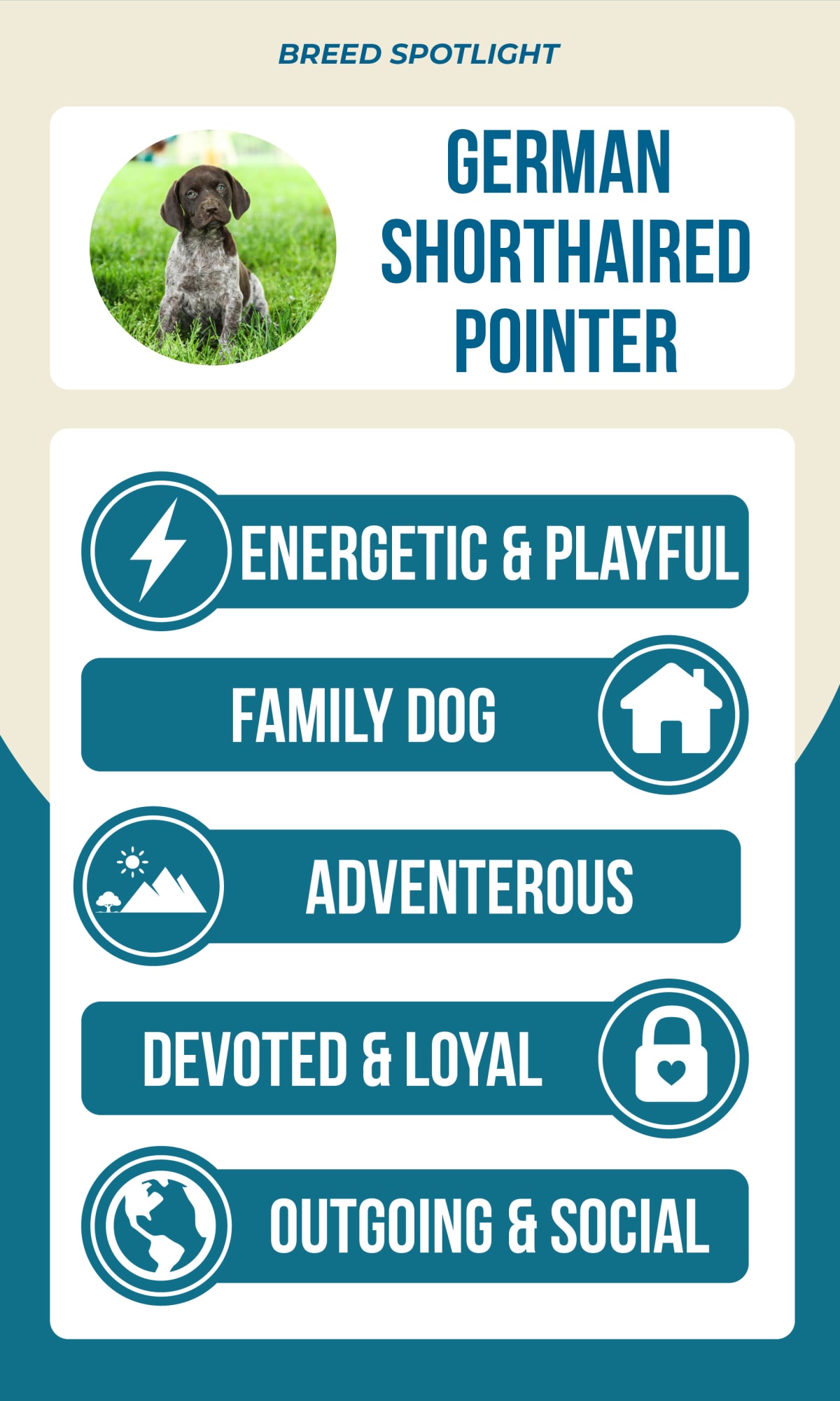 Graphic with traits of the German Shorthaired Pointer: energetic & playful, family dog, adventurous, devoted & loyal, outgoing & social