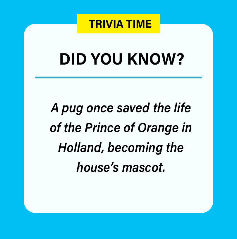 Did you know? A pug once saved the life of the Prince of Orange in Holland, becoming the house's mascot.