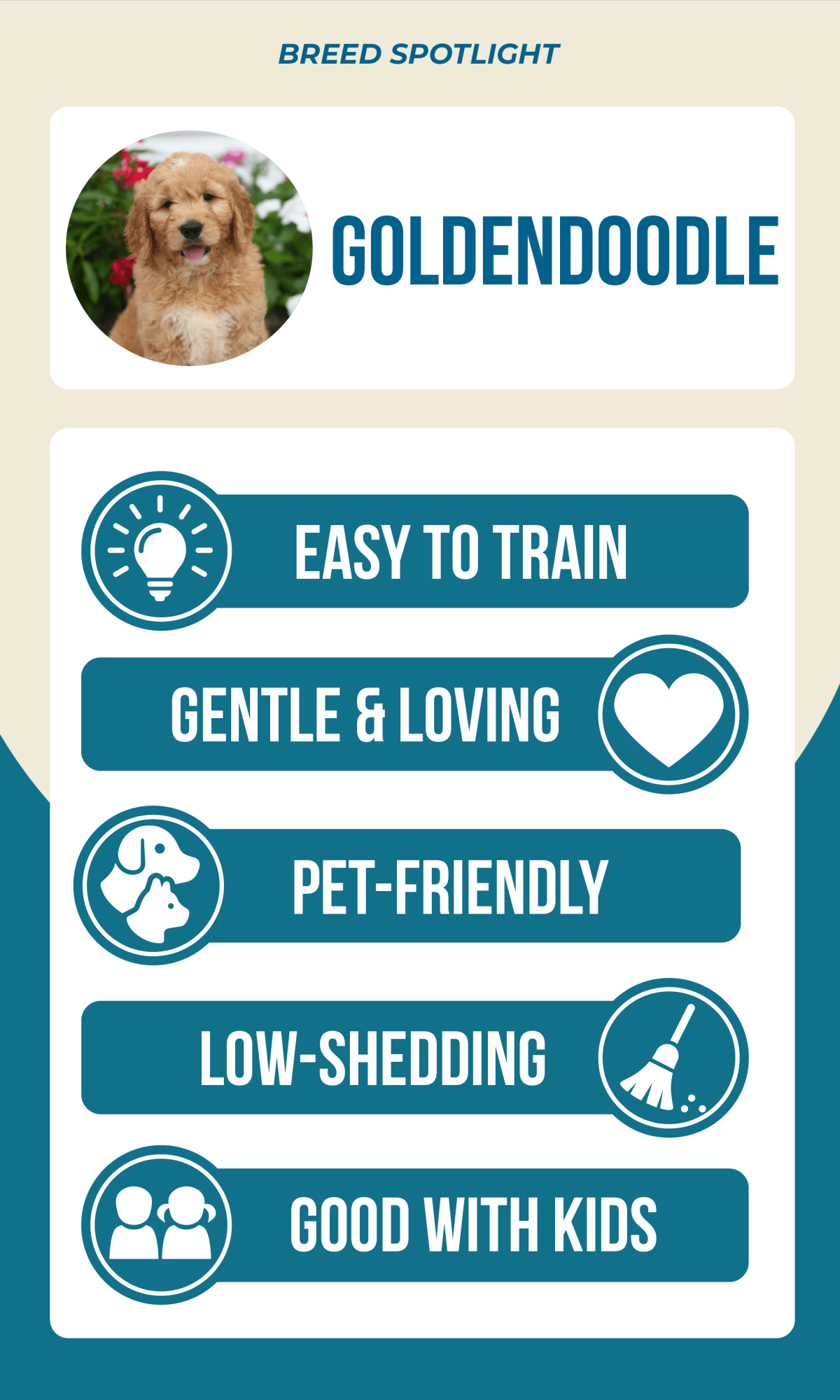 Goldendoodle traits: easy to train, gentle & loving, pet-friendly, low-shedding, good with kids