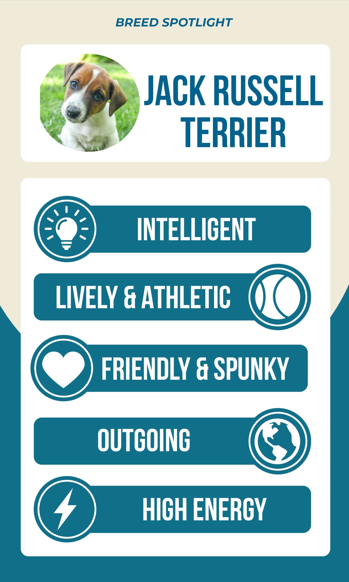 Jack Russell Terrier characteristics: Intelligent, Lively & Athletic, Friendly & Spunky, Outgoing, High Energy