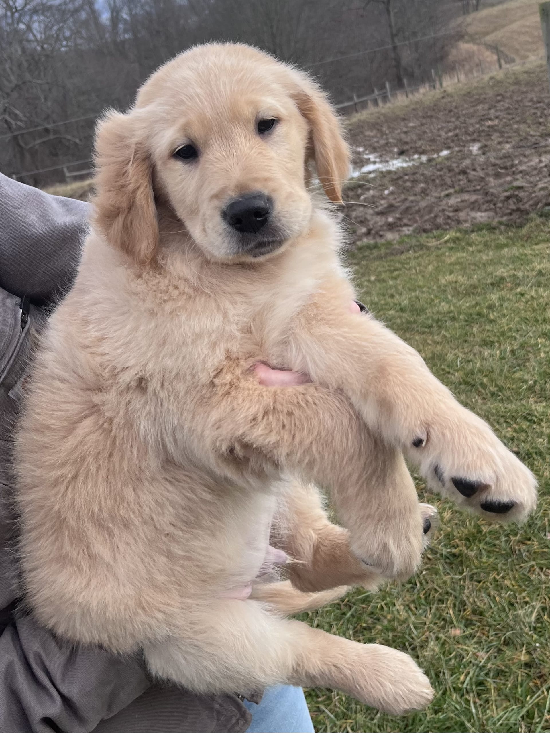 Lancaster Puppies Golden Retriever - rqmfami