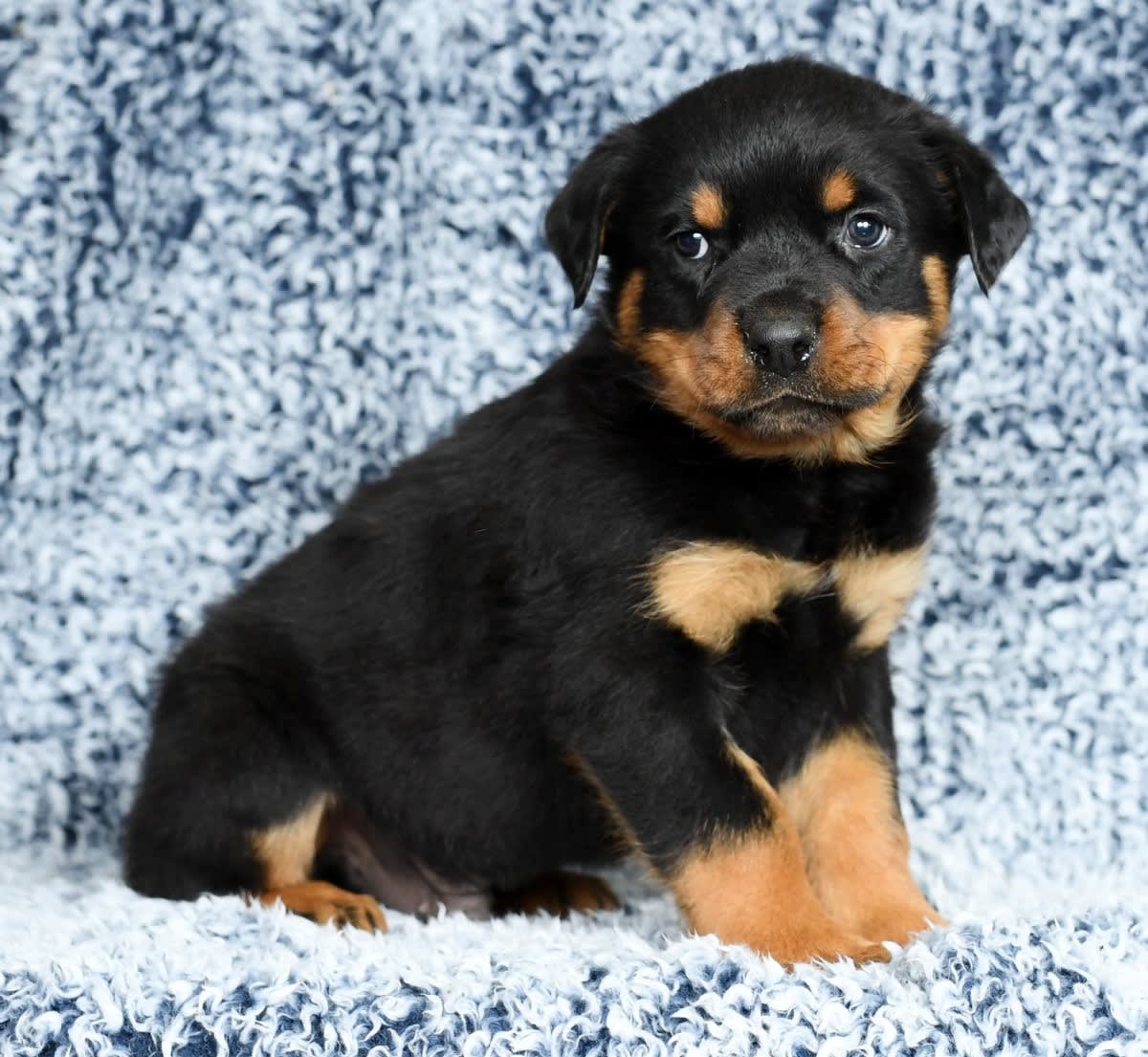 Akc registered top rottweiler puppies