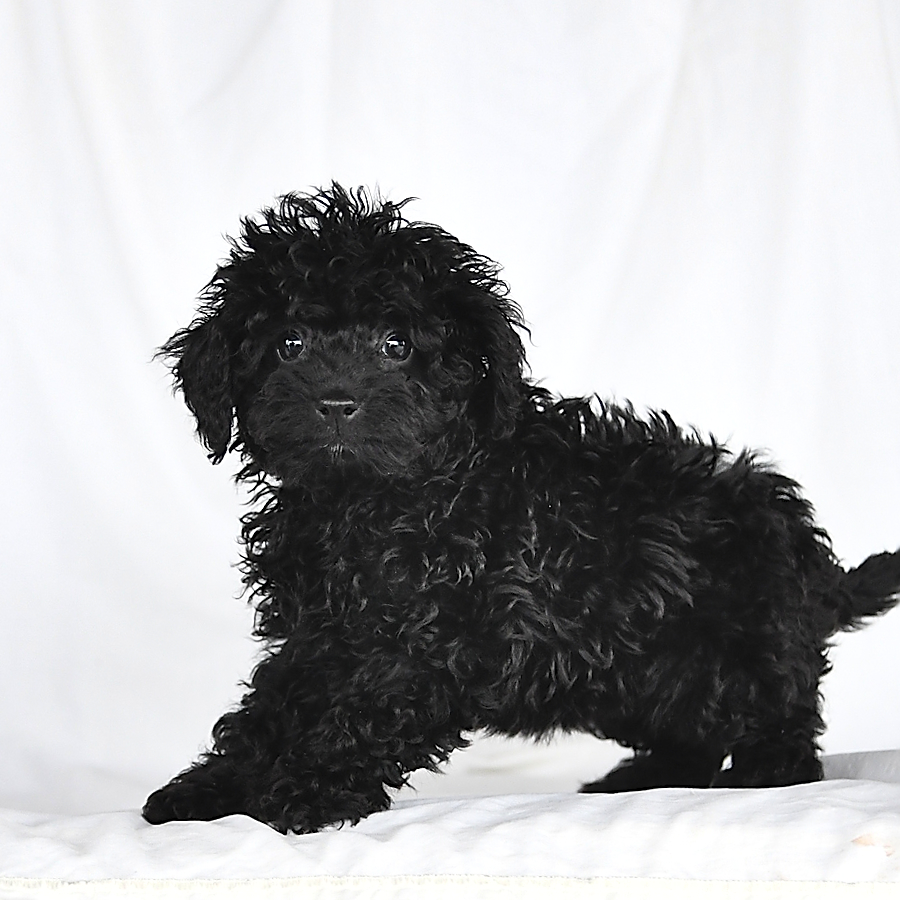 Olive Poodle Miniature Puppy for Sale in Baltic, OH Lancaster Puppies