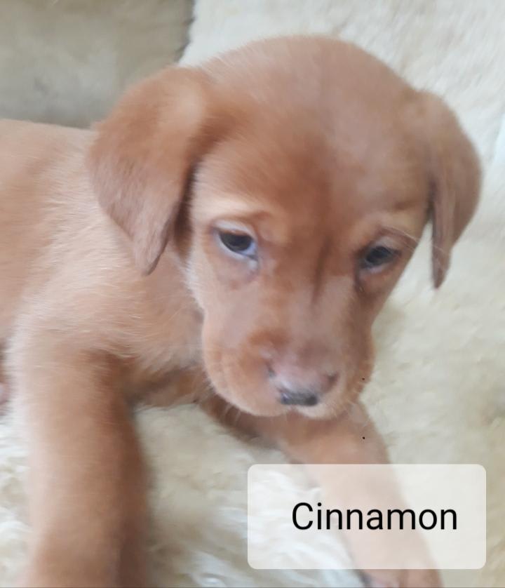 Cinnamon Labrador Retriever Puppy for Sale in Denver, PA Lancaster