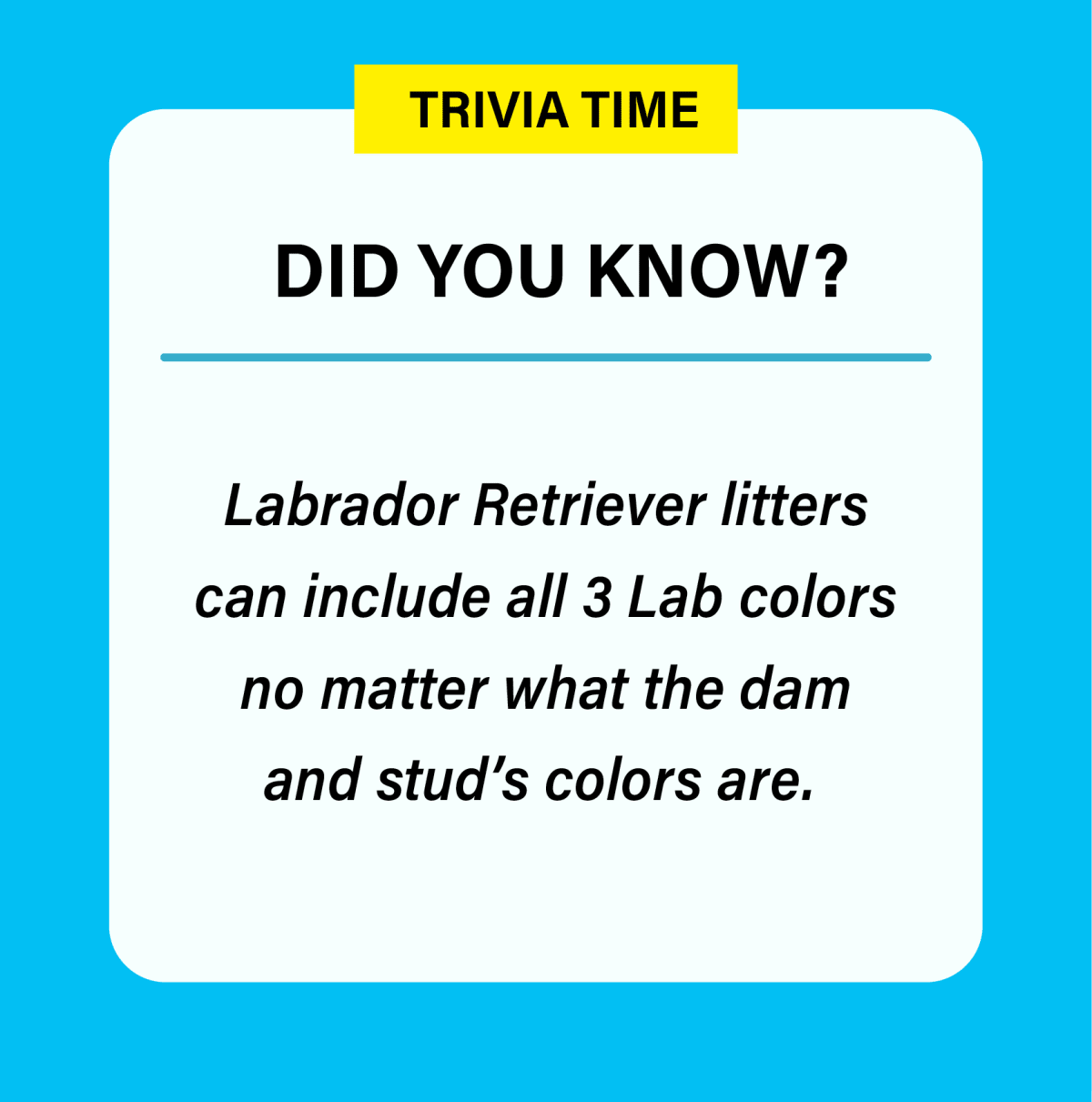 Labrador Retriever litters can include all 3 Lab colors no matter what the dam and stud's colors are.