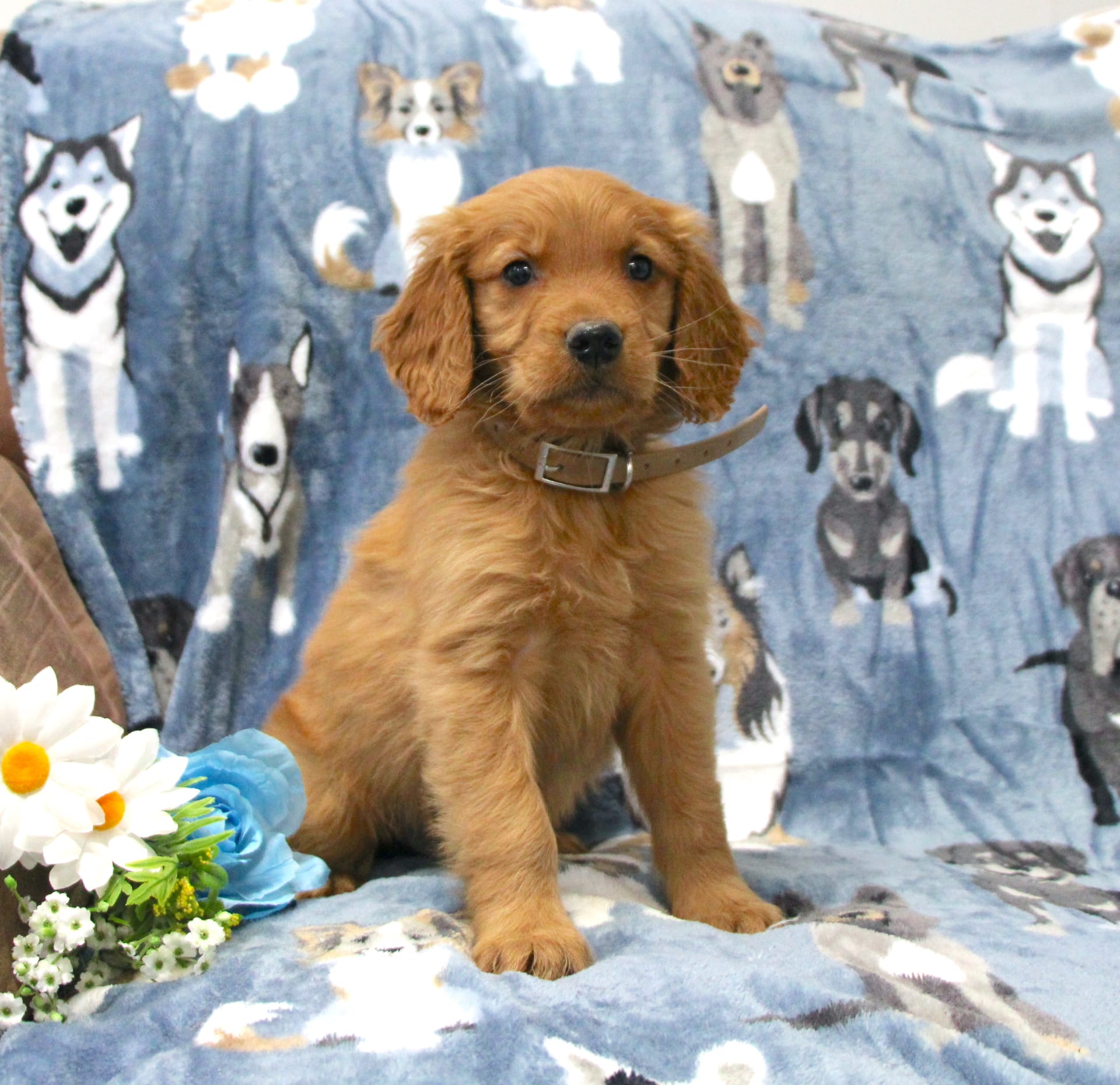 Virgil Golden Retriever Miniature Puppy for Sale in Dornsife PA