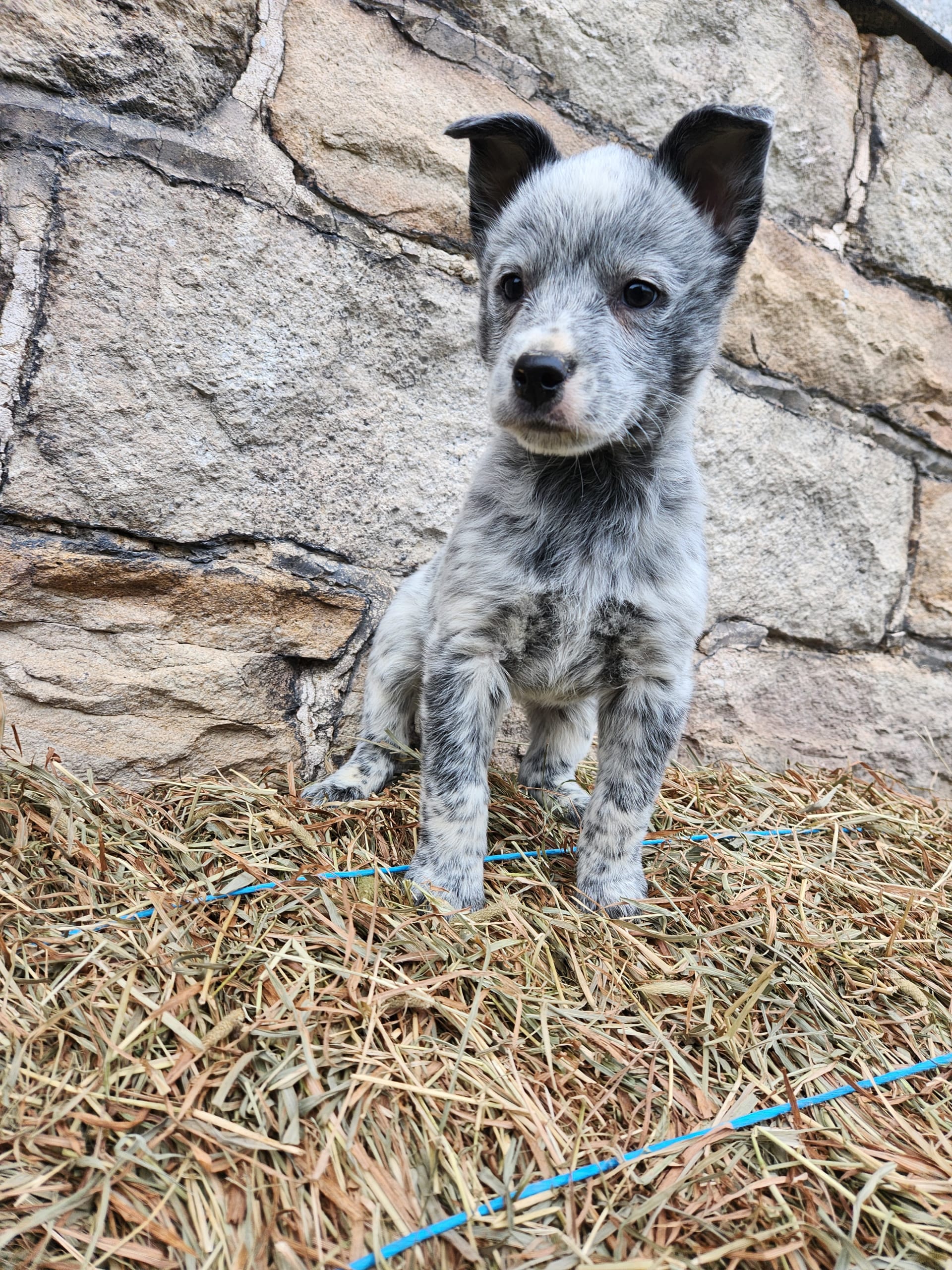 Bingo Australian Cattle Dog Puppy for Sale in Shamokin, PA Lancaster Puppies
