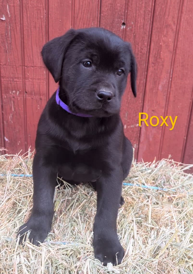 Roxy labrador deals