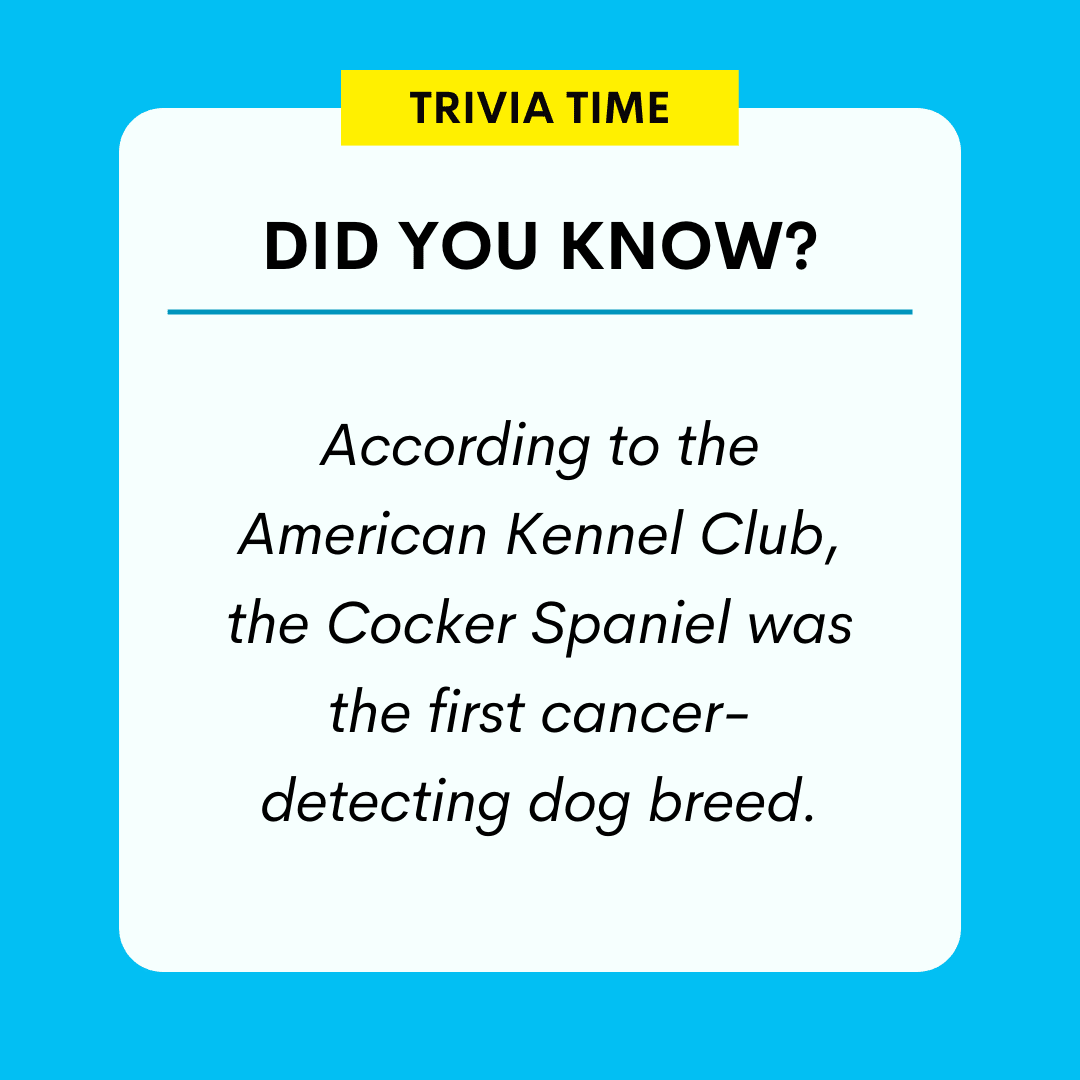 Did you know, according to the American Kennel Club, the Cocker Spaniel was the first cancer-detecting dog breed.