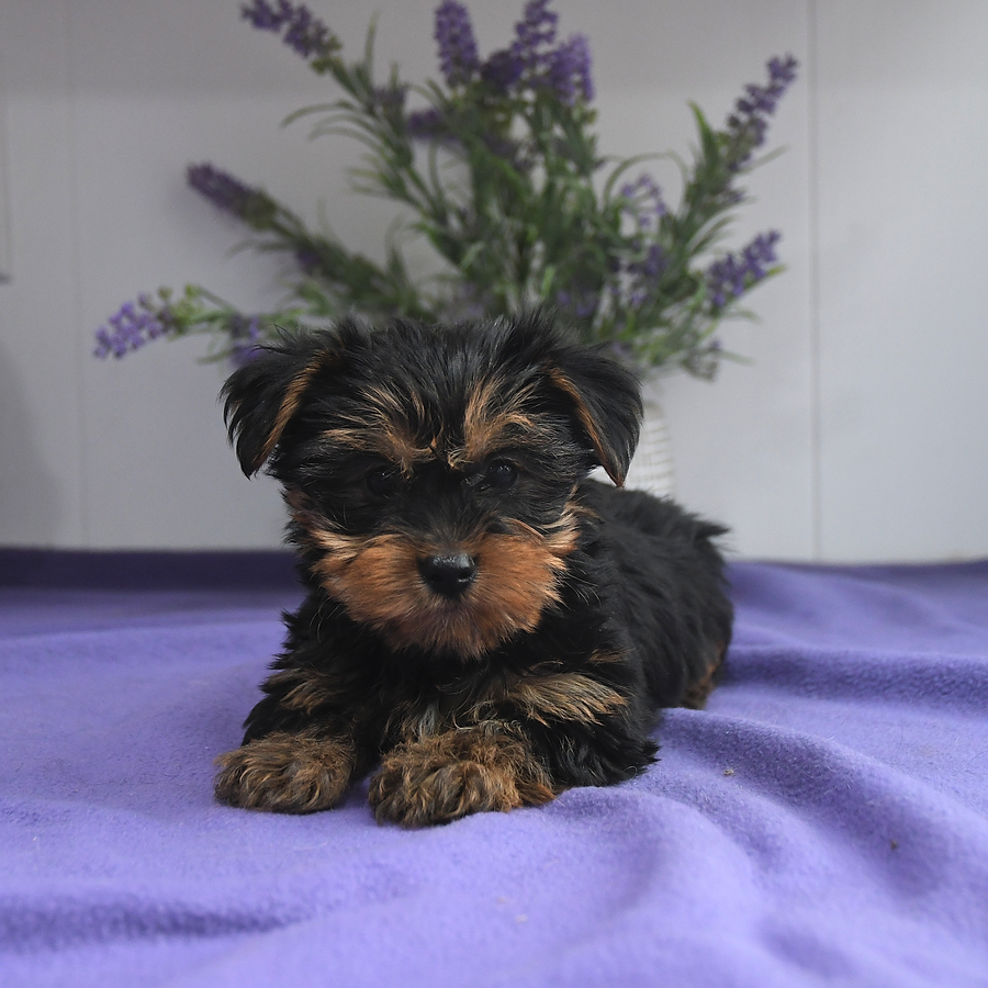 Wilfred Yorkshire Terrier Puppy for Sale in Dalmatia, PA Lancaster
