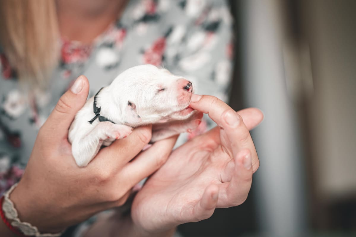 Person holding a white newborn puppy