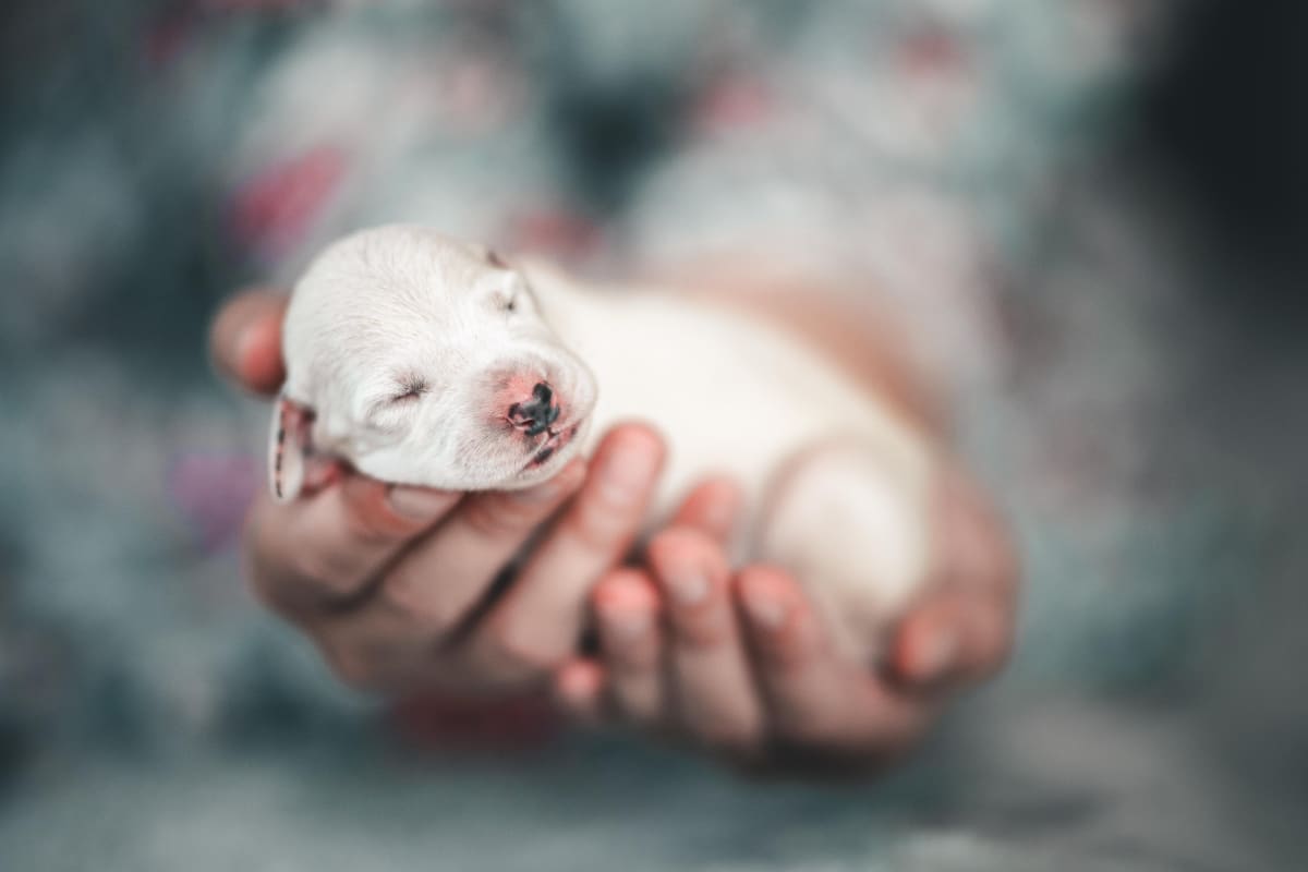 Person holding a white newborn puppy