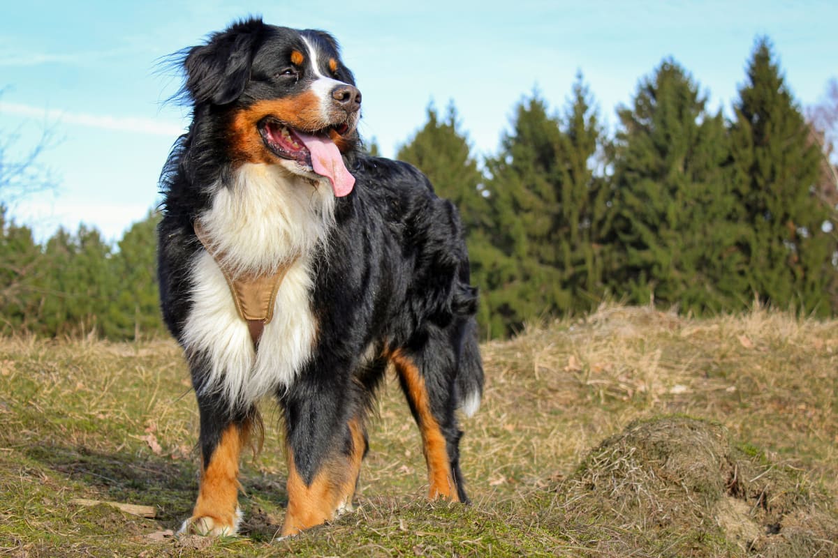 Bernese Mountain Dog standing outside with trees in the background