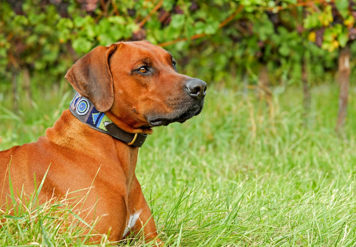 Rhodesian Ridgeback lying in grass