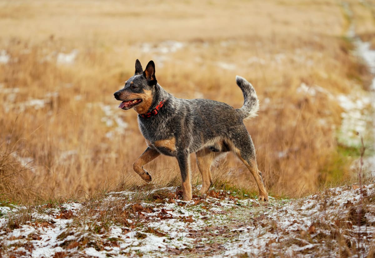 A brown, black, white, and gray Australian Cattle Dog walks in a field