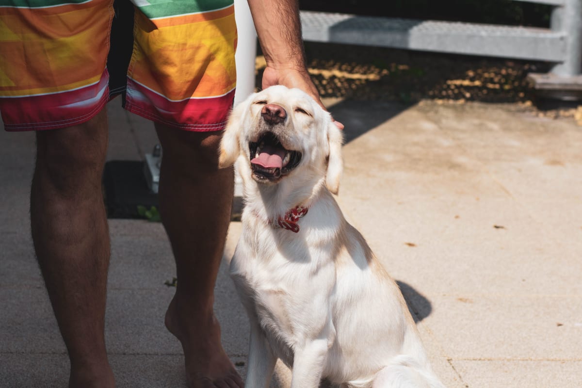 Person in swim shorts petting a white dog