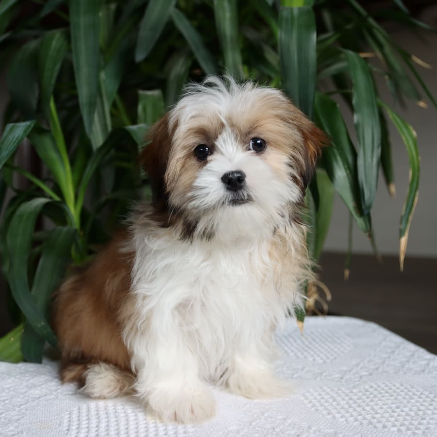 Snickerdoodle Malshi Puppy for Sale in Paradise, PA Lancaster Puppies