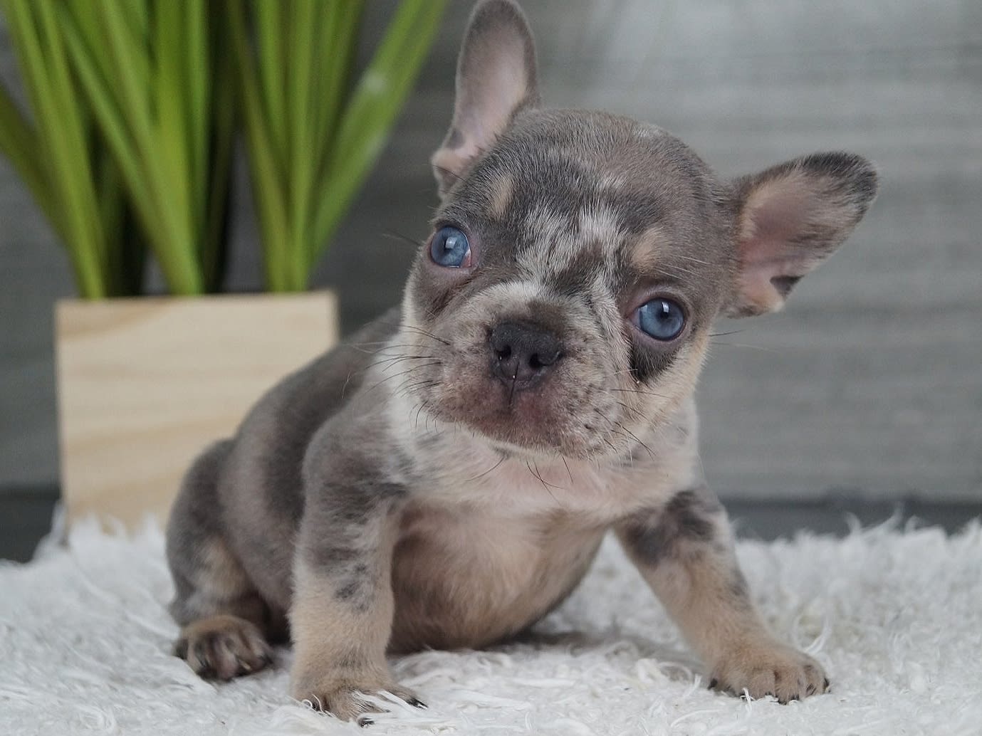 Anton - French Bulldog Puppy for Sale in Brooklyn, NY | Lancaster Puppies