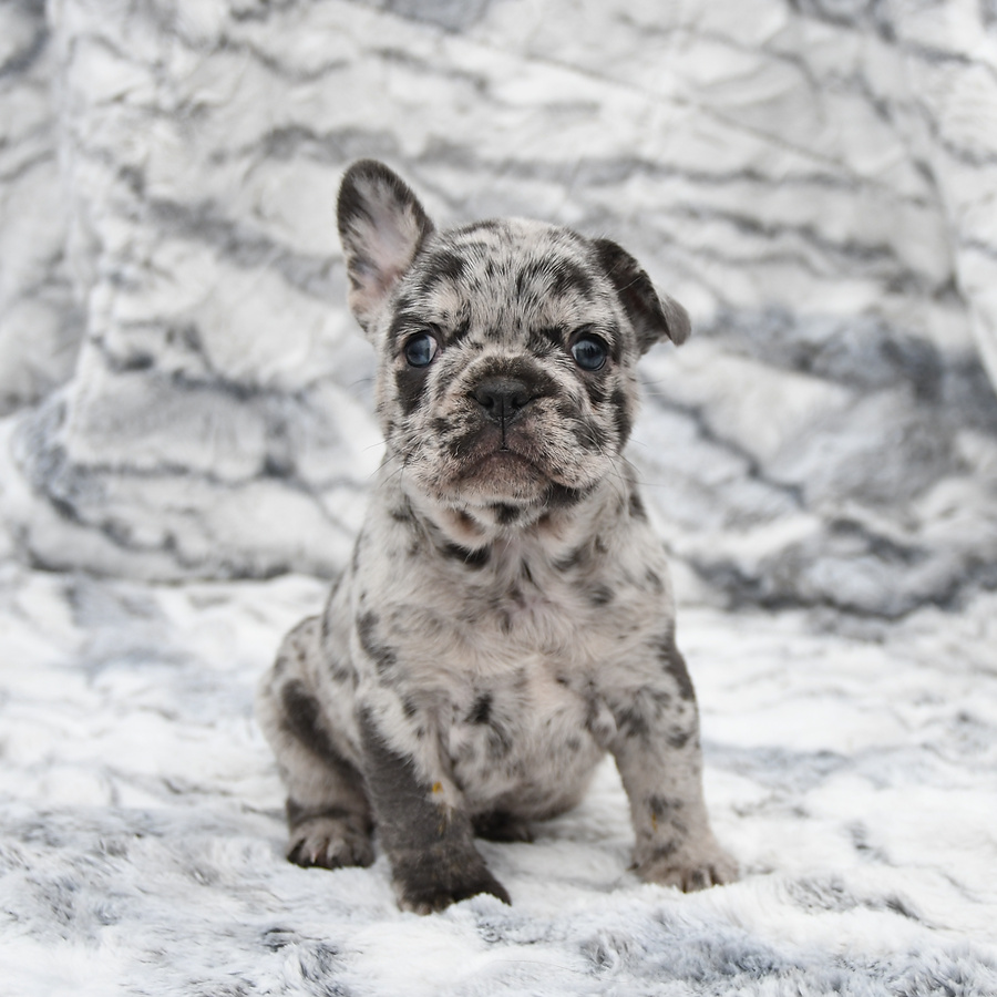 Licorice Fluffy Carrier - French Bulldog Puppy for Sale in Shippensburg ...