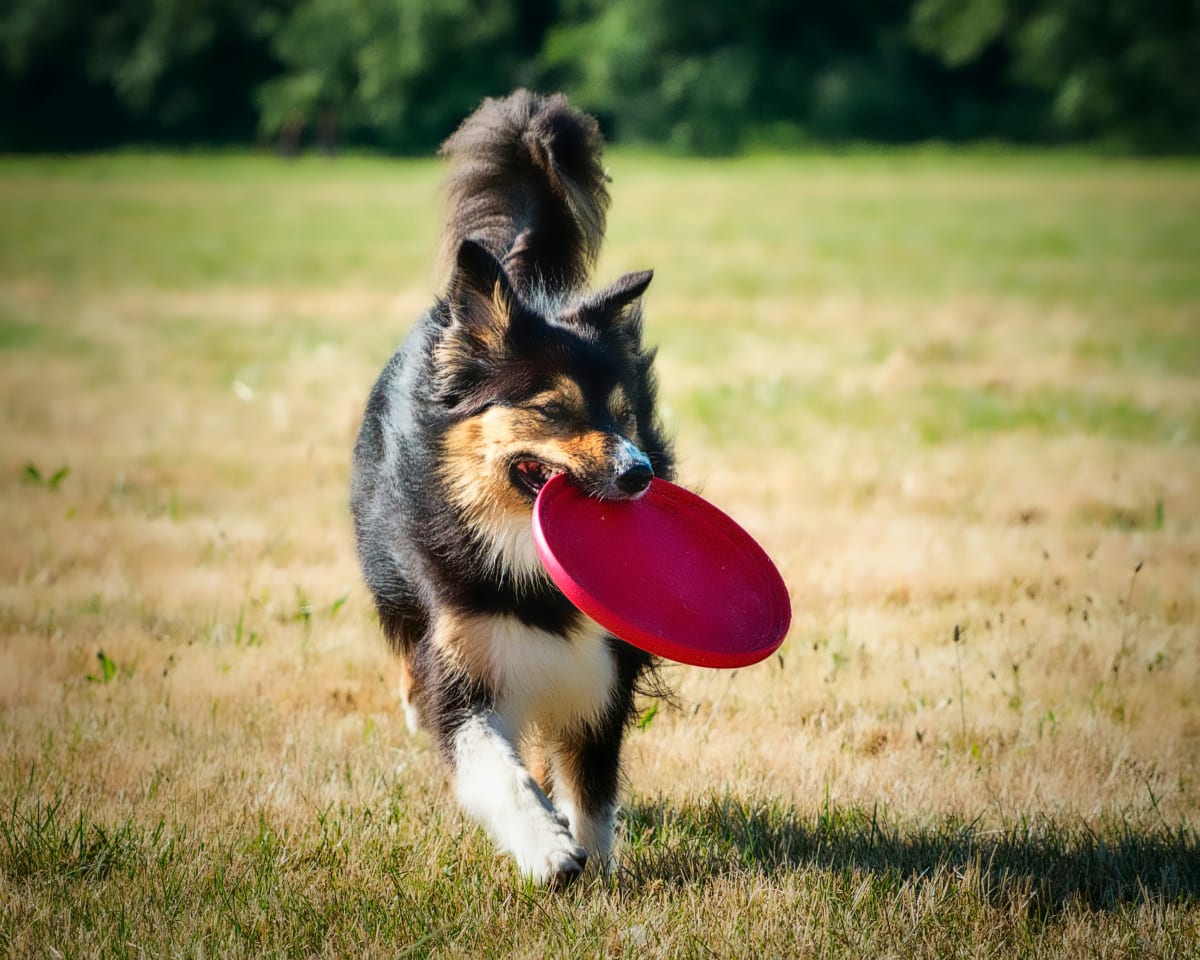 Tri-color dog running with a red frisbee outside