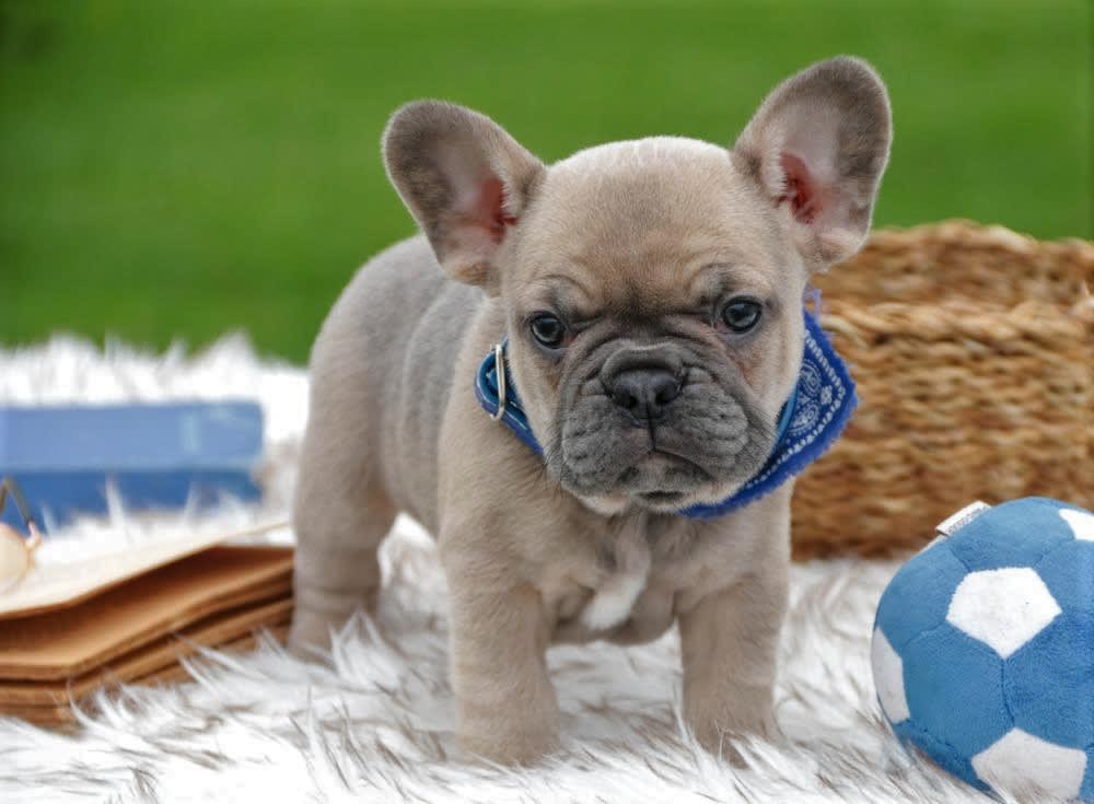 Gray and white French Bulldog puppy standing on a white blanket