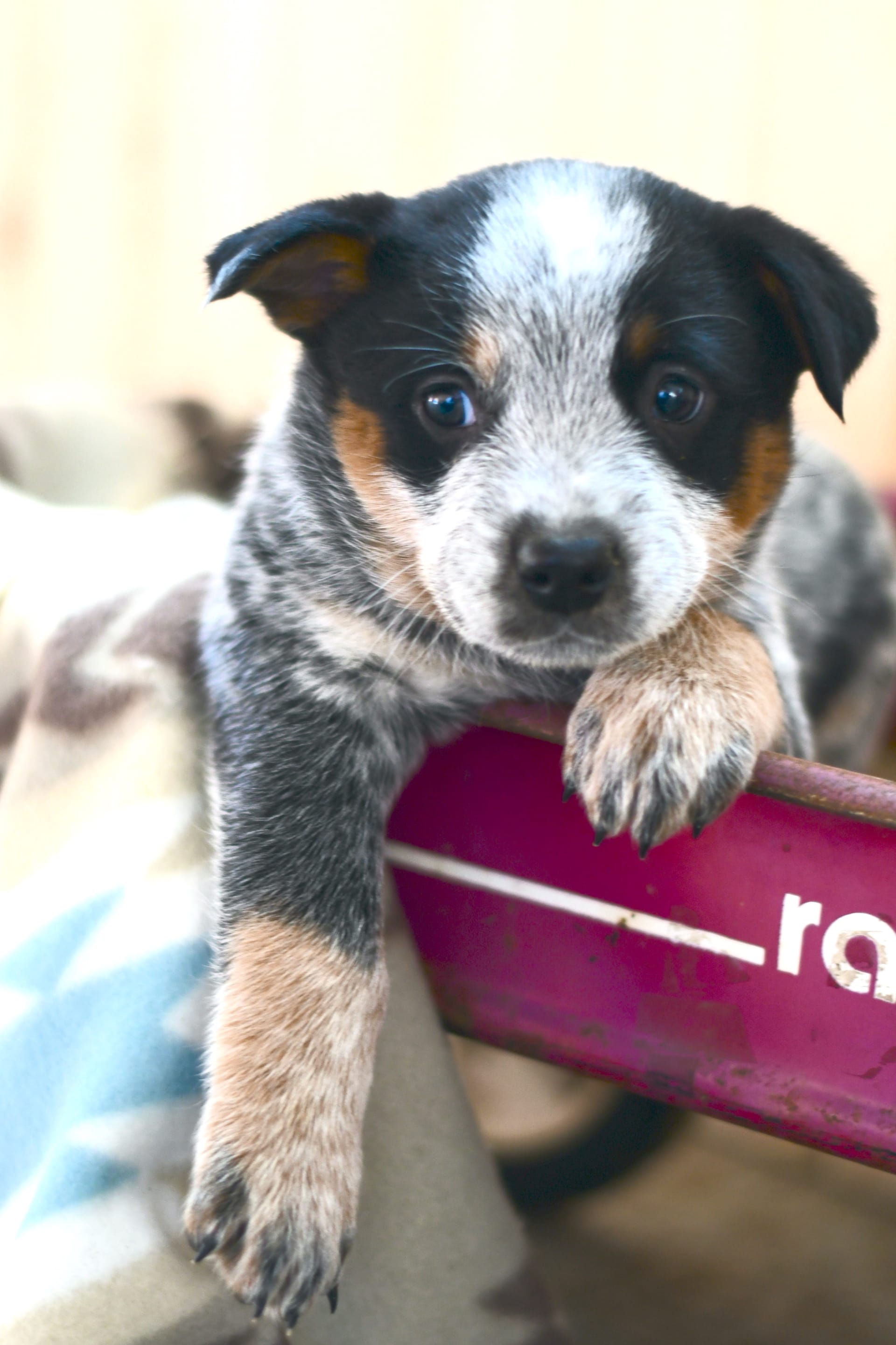 Free Puppies Hagerstown Md - sxm87uy
