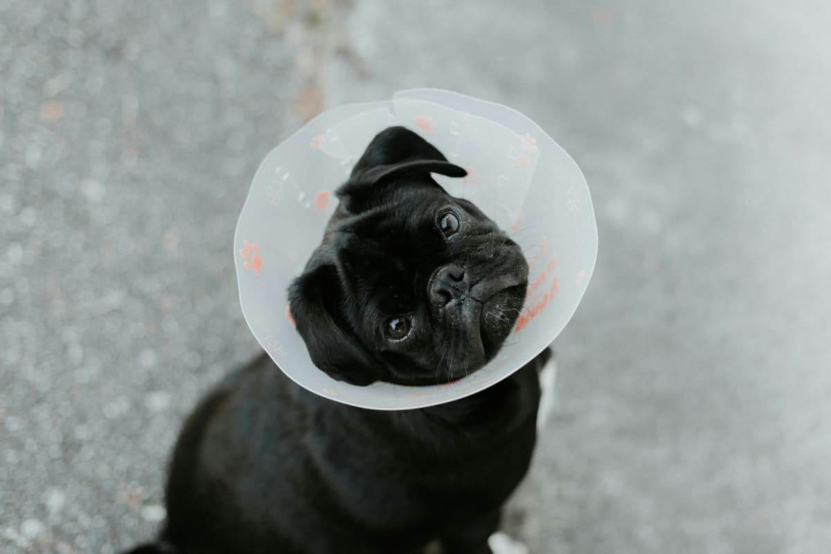 Black French Bulldog wearing a cone