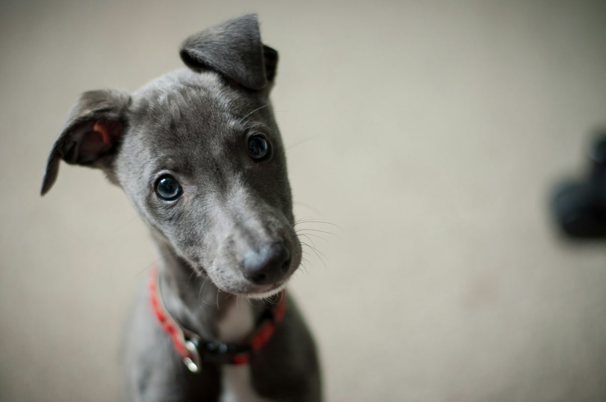 Close up of a gray puppy looking into the camera