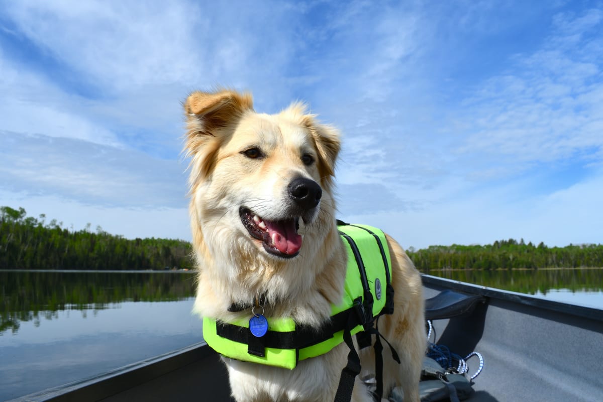 White and tan dog wearing a yellow canine life jacket