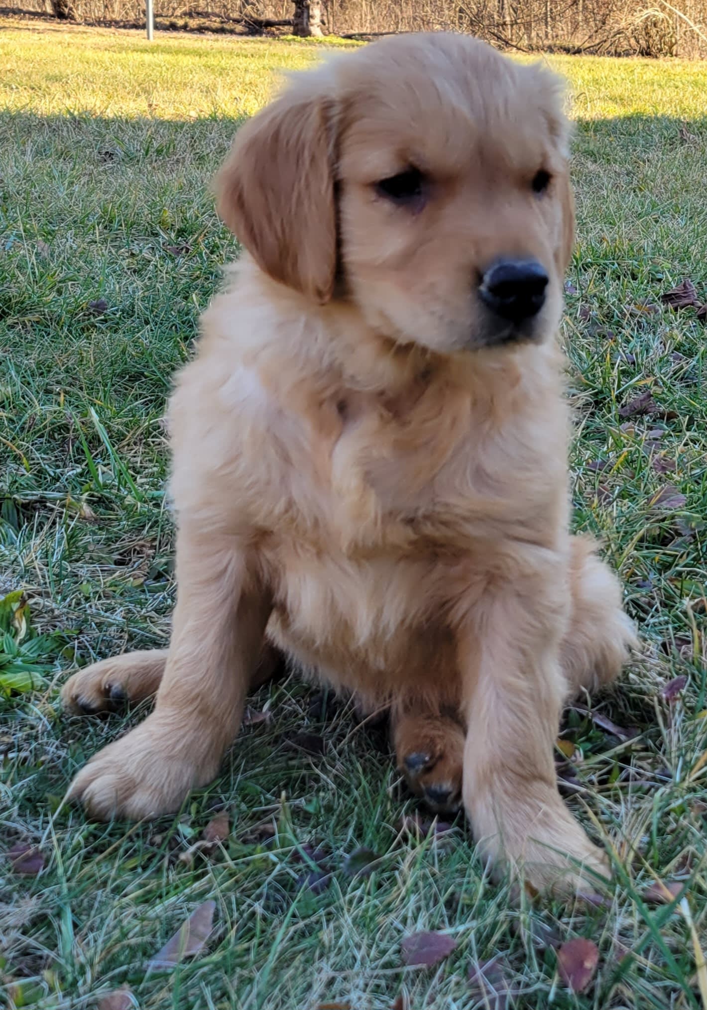 Lancaster Puppies Golden Retriever - bpdbyux