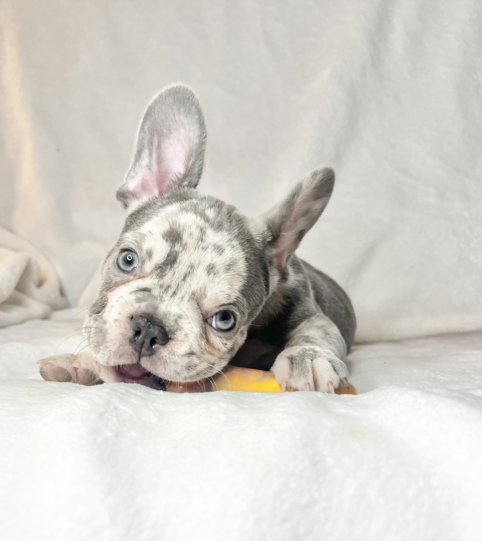 Buddy - French Bulldog Puppy for Sale in Staten Island, NY | Lancaster ...