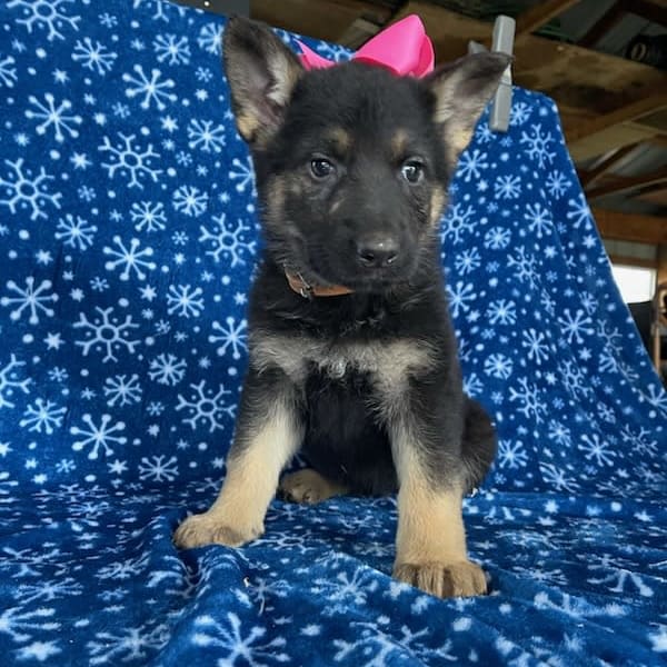 Roxy German Shepherd Puppy for Sale in Lancaster, PA Lancaster Puppies