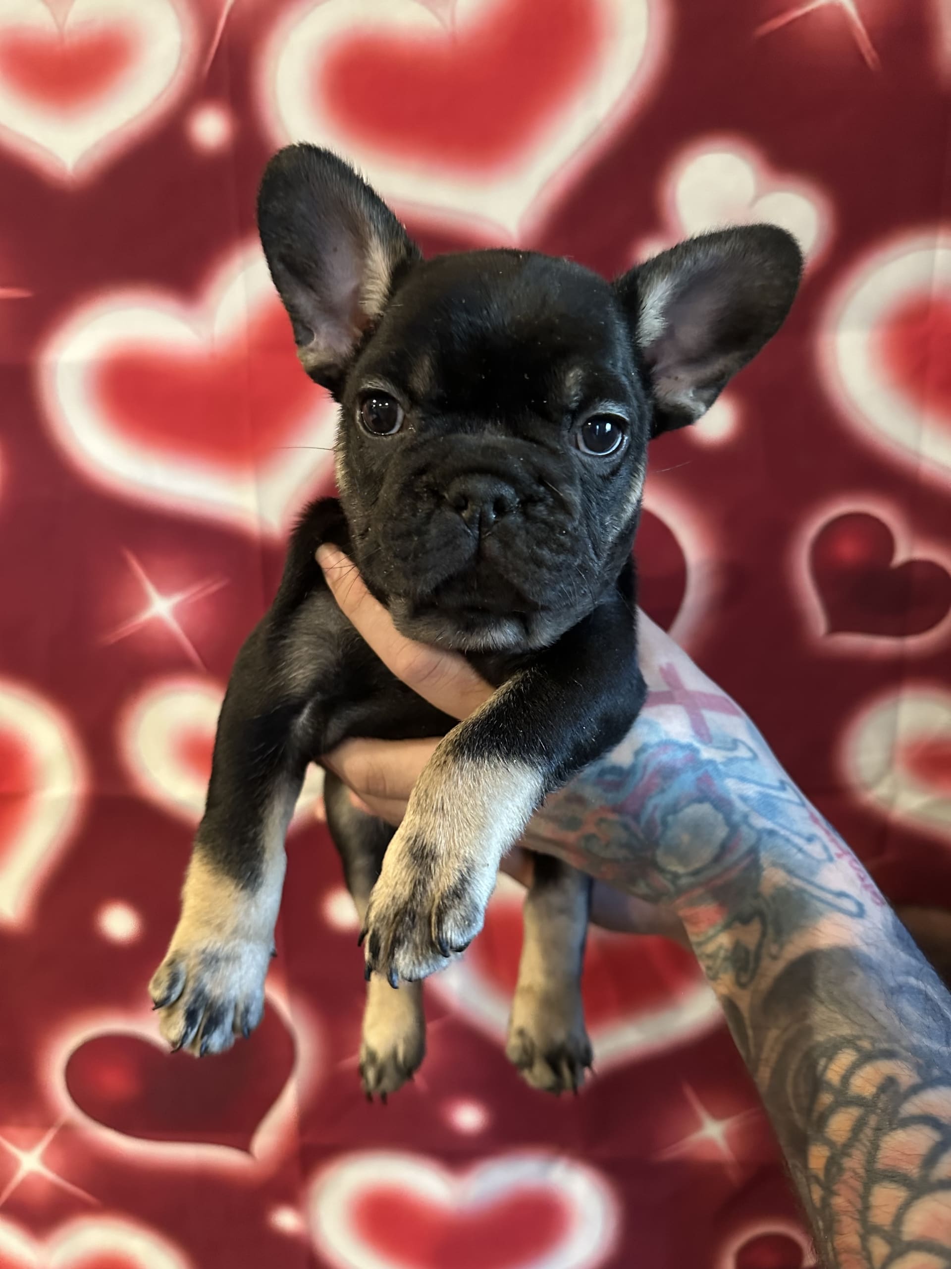 Rollie Fluffy Carrier French Bulldog Puppy for Sale in Philadelphia