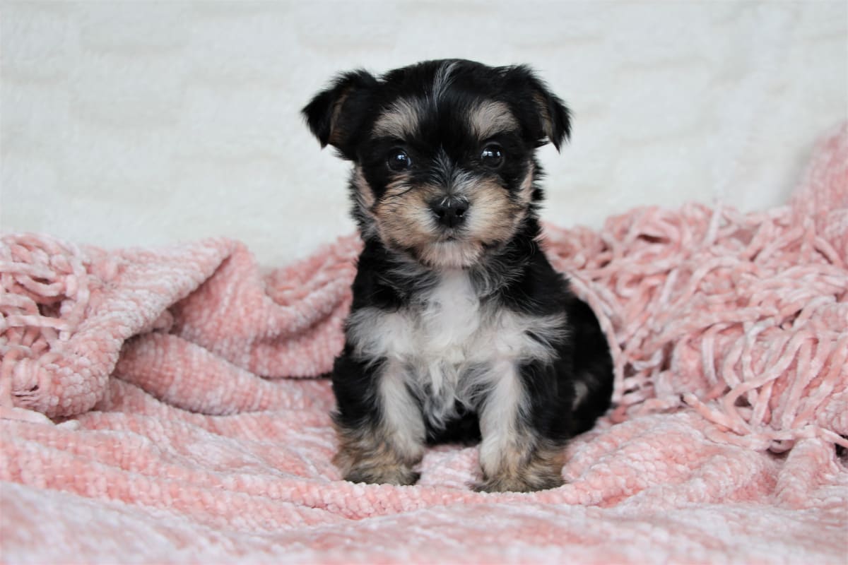 Morkie puppy sitting on a pink blanket