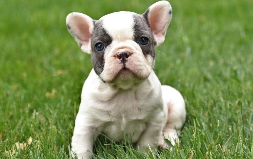 White French Bulldog puppy with gray markings