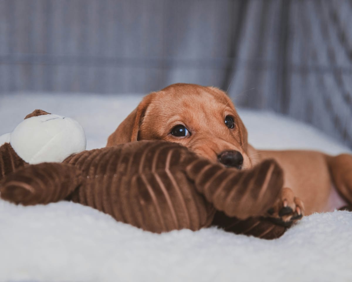 Labrador Retriever puppy lying on white blanket with a brown stuffed animal