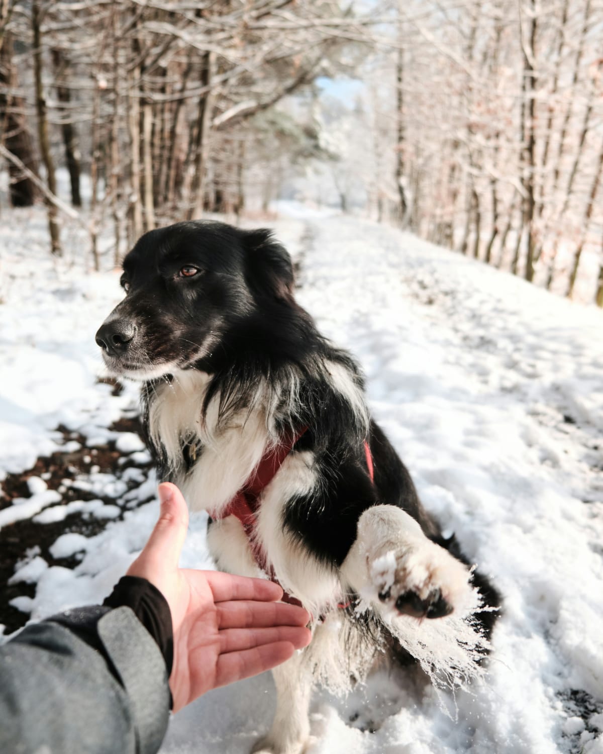 Black and white dog holding up its paw and sitting in the snow