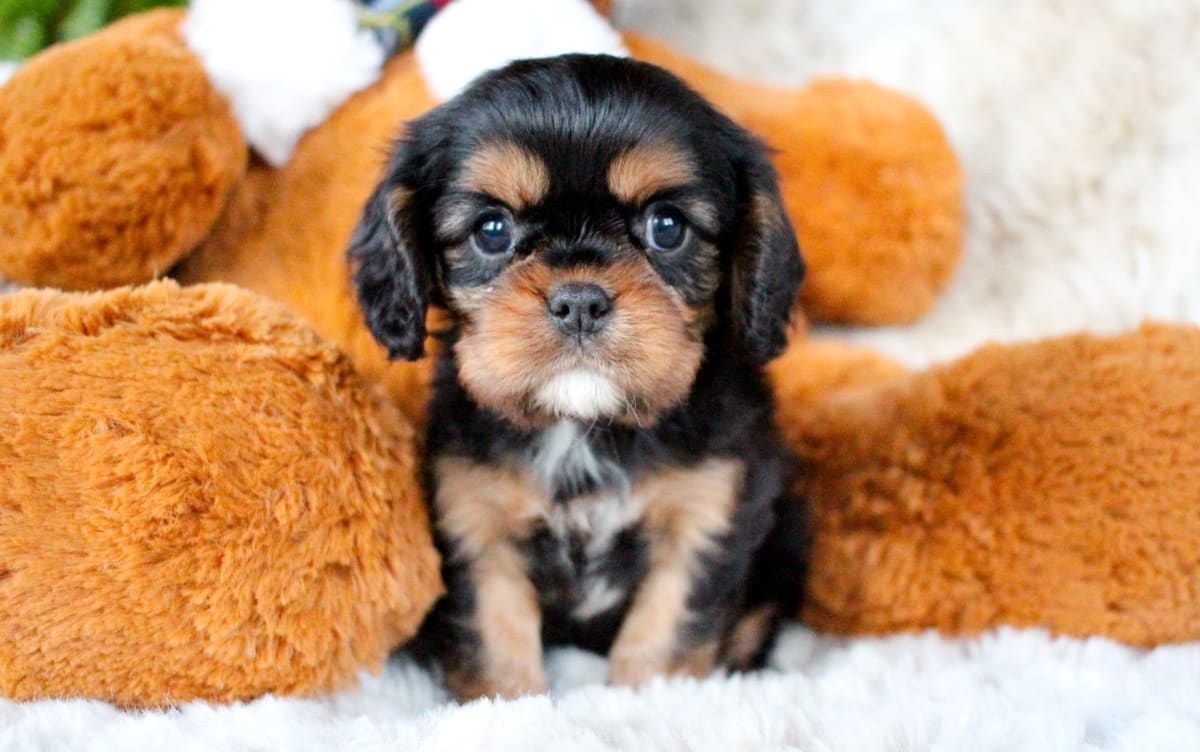 Black and brown Cavalier King Charles Spaniel puppy sitting with a stuffed animal