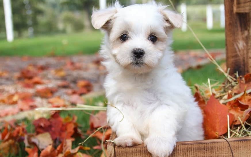 White Maltese puppy surrounded by autumn leaves