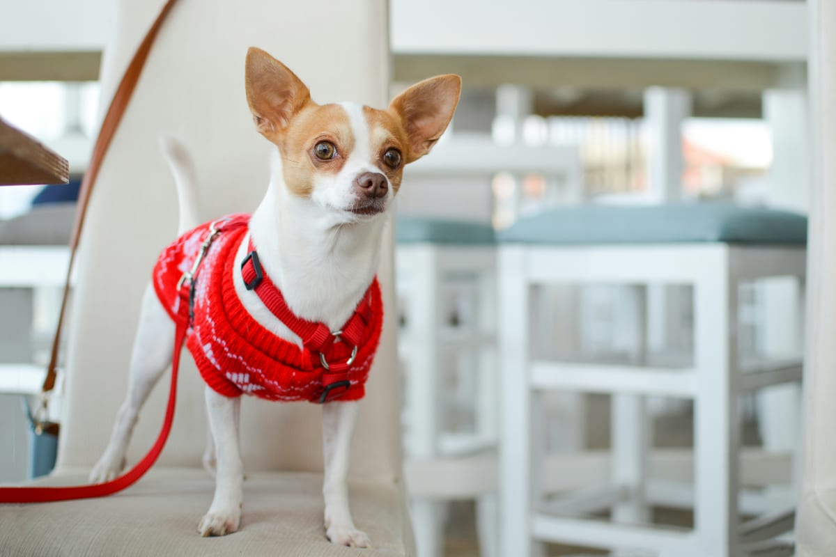 White Chihuahua dog with brown markings wearing a red sweater
