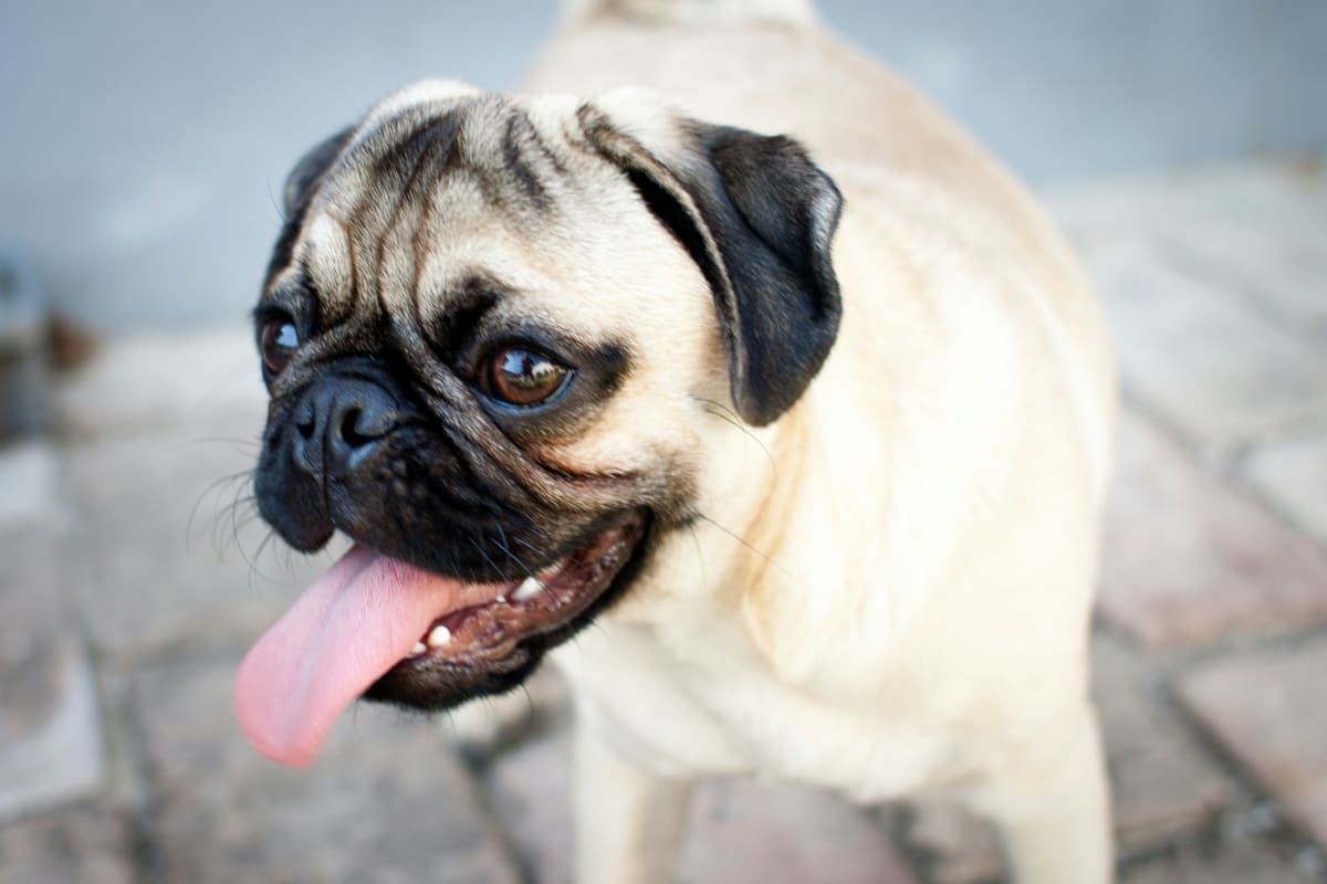 Close up of a tan and black Pug puppy