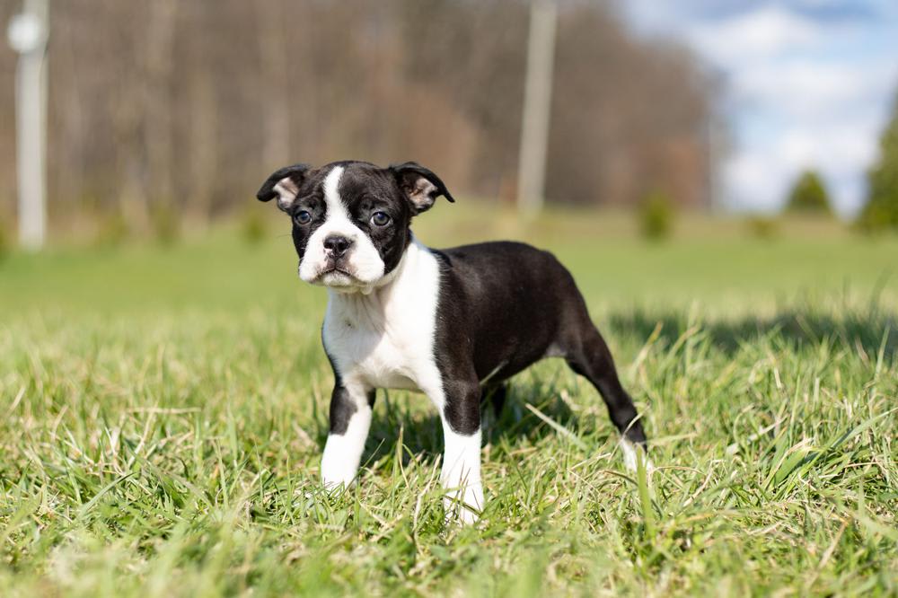 Black and white Boston Terrier puppy